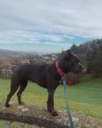 Cane corso (gesteriliseerd teefje), Overige rassen, Teef, Eén hond, 3 tot 5 jaar