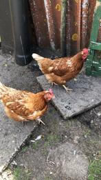Drie leg kippen jaar oud, Dieren en Toebehoren, Vrouwelijk, Kip