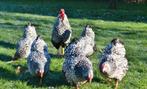 Wyandotte krielkippen, Dieren en Toebehoren, Meerdere dieren, Kip