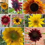 Zonnebloem zaden mix (geel, rood), Ophalen of Verzenden, Voorjaar, Volle zon, Zaad