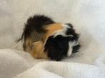 Langharig bonte cavia Babies Pevuriaans, Dieren en Toebehoren, Knaagdieren, Juni, Meerdere dieren, Cavia
