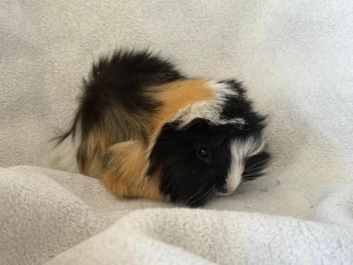 Langharig bonte cavia Babies Pevuriaans, Dieren en Toebehoren, Knaagdieren, Meerdere dieren, Cavia, Juni
