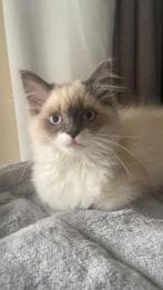 Ragdoll kittens, Poes, Ontwormd, 0 tot 2 jaar