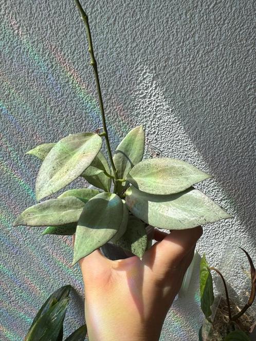 Hoya Nicholsoniae "New Guinea Ghost", Huis en Inrichting, Kamerplanten, Overige soorten, Minder dan 100 cm, Bloeiende kamerplant