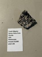 IJstijd Fossiele Boney Skute Pleistoceen Florida, Verzamelen, Mineralen en Fossielen, Ophalen of Verzenden, Mineraal