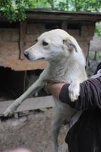 Lieve Xenia ter adoptie!, Dieren en Toebehoren, Honden | Niet-rashonden, Particulier, Rabiës (hondsdolheid), Buitenland, Teef