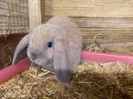 Lief NHD rammetje, Dieren en Toebehoren, Konijnen, Mannelijk, Dwerg