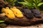 Ancistrus algeneters borstelneus zwart & goud (L144), Dieren en Toebehoren, Vissen | Aquariumvissen, Vis, Zoetwatervis