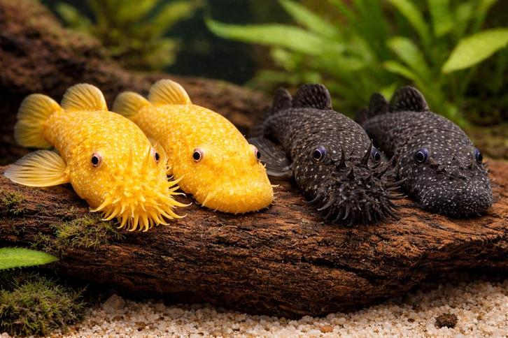 Ancistrus algeneters borstelneus zwart & goud (L144), Dieren en Toebehoren, Vissen | Aquariumvissen, Zoetwatervis, Vis