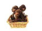 Prachtige medium Labradoodle pups, Dieren en Toebehoren, 8 tot 15 weken, CDV (hondenziekte), Meerdere, Meerdere dieren