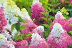 Vaste tuinplanten - Geldermalsen - ZATERDAG geopend, Ophalen of Verzenden, Zomer, Overige soorten