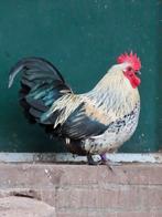 Hulk, mooie kriel haan, Dieren en Toebehoren, Mannelijk, Kip