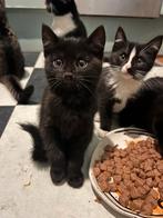 Lieve zwarte kitten zoekt nieuw huisje, Dieren en Toebehoren, Katten en Kittens | Overige Katten, Meerdere dieren