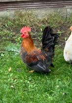1 Chabo haantje, Dieren en Toebehoren, Mannelijk, Kip