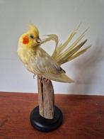 opgezetten valkparkiet!, Ophalen of Verzenden, Vogel, Opgezet dier