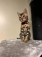 Bengalse kittens met stamboom, Dieren en Toebehoren, Katten en Kittens | Raskatten | Korthaar, Meerdere dieren, Met stamboom, 0 tot 2 jaar