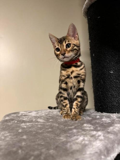 Bengalse kittens met stamboom, Dieren en Toebehoren, Katten en Kittens | Raskatten | Korthaar, Meerdere dieren, 0 tot 2 jaar, Met stamboom