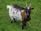 Mooie langharige 3 kleur dwerggeit, Dieren en Toebehoren, Vrouwelijk, Geit