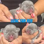 Franse bulldog pups, Dieren en Toebehoren, Honden | Bulldogs, Pinschers en Molossers, België, Particulier, Rabiës (hondsdolheid)