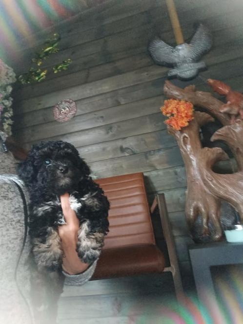 Toypoedel pup, Dieren en Toebehoren, Honden | Chihuahua's en Gezelschapshonden, Reu, Poedel, Particulier, Meerdere, Nederland