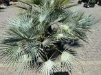 Chamaerops humilis Cerifera palmboom te koop, Tuin en Terras, In pot, Zomer, Volle zon, Ophalen of Verzenden