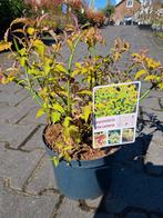 Fazantenbes!! Leycesteria little lanterns, laag blijvend, Tuin en Terras, Planten | Struiken en Hagen, Ophalen of Verzenden, Struik