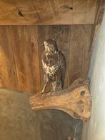 opgezette buizerd  jonge mooie vogel, Ophalen of Verzenden
