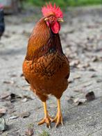 Goed adres gezocht voor jonge Haan, Dieren en Toebehoren, Pluimvee, Mannelijk, Kip