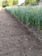 preiplanten boerenkool planten sla andijvie onbespoten, Tuin en Terras, Planten | Tuinplanten, Ophalen, Volle zon, Groenteplanten