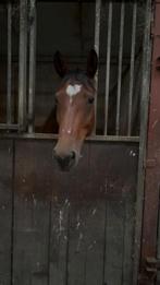 Tekoop lieve 9 jarige merrie, Merrie, Gechipt, Niet van toepassing, 7 tot 10 jaar