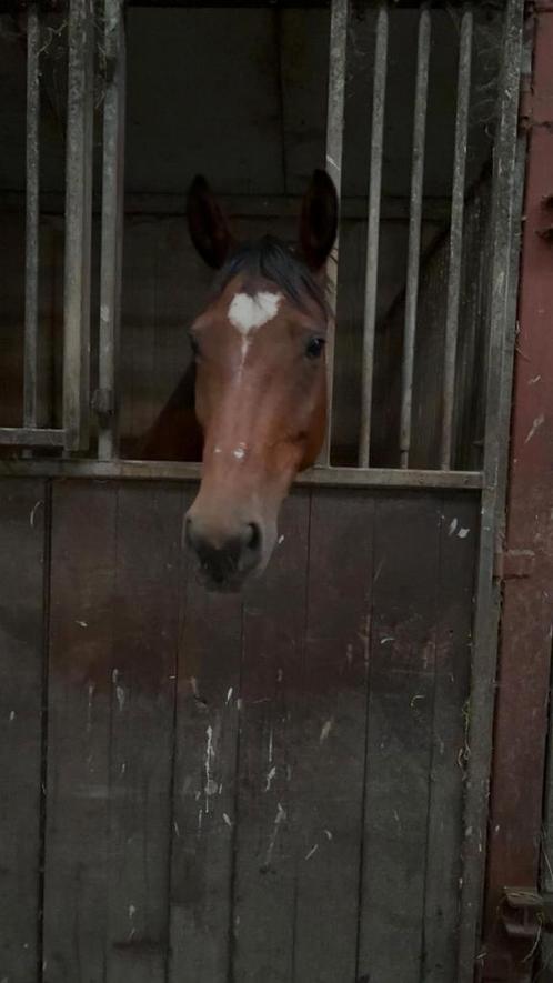 Tekoop lieve 9 jarige merrie, Dieren en Toebehoren, Paarden, Merrie, Niet van toepassing, 160 tot 165 cm, 7 tot 10 jaar, Recreatiepaard