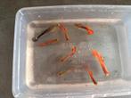 Vissen te kopen, Dieren en Toebehoren, Vissen | Aquariumvissen, Vis
