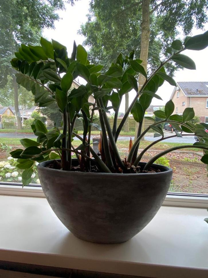 2 bloempotten met plant, Tuin en Terras, Bloempotten, Zo goed als nieuw, Minder dan 25 cm, Rond, Ophalen of Verzenden