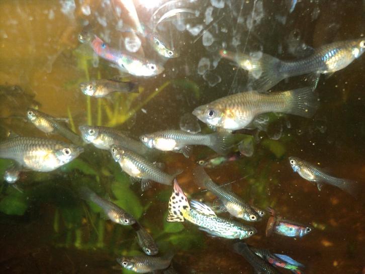 GUPPEN NOG DIV BABY VISJES EN VOLWASSEN VROUWEN EN MANNEN, Dieren en Toebehoren, Vissen | Aquariumvissen, Zoetwatervis, Vis