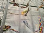 Grasparkiet, Dieren en Toebehoren, Vogels | Overige Vogels, Meerdere dieren