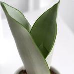 Sansevieria Moonshine, Ophalen, Vetplant, Halfschaduw, Minder dan 100 cm