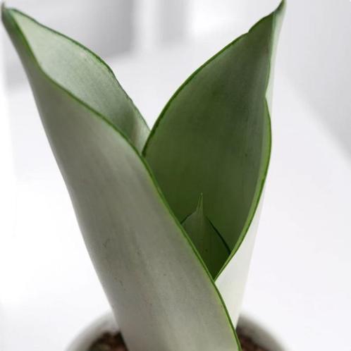 Sansevieria Moonshine, Huis en Inrichting, Kamerplanten, Vetplant, Minder dan 100 cm, Bloeiende kamerplant, Halfschaduw, Ophalen