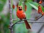 gezocht rode kardinaal €400 betalen wij, Dieren en Toebehoren, Vogels | Overige Vogels, Meerdere dieren