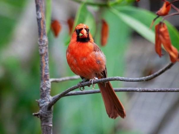 gezocht rode kardinaal €400 betalen wij, Dieren en Toebehoren, Vogels | Overige Vogels, Meerdere dieren