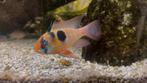 Antenne baarsje, german blue ram, ramirez, aquarium vis, Dieren en Toebehoren, Vissen | Aquariumvissen, Vis