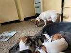 Jack russel pups, Dieren en Toebehoren, Honden | Jack Russells en Terriërs, Jack Russell Terriër, 8 tot 15 weken, Meerdere, Meerdere dieren