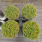 Buxus bollen, Ophalen, Buxus, Minder dan 100 cm