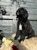 Labradoodle pups, Dieren en Toebehoren, Honden | Niet-rashonden, Rabiës (hondsdolheid), 8 tot 15 weken, Teef, Meerdere