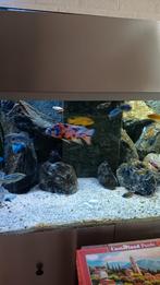 Malawi ob., Dieren en Toebehoren, Vis, Zoetwatervis