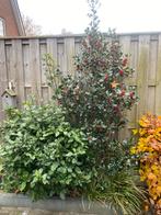 Hulstboom met gratis viburnem, groenblijvers, Tuin en Terras, Planten | Struiken en Hagen, Ophalen, Overige soorten, Minder dan 100 cm