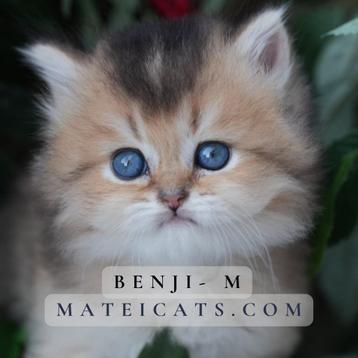 British Longhair Black Golden / Brits Langhaar beschikbaar voor biedingen