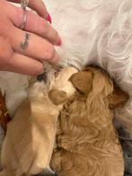 Maltipoo pups geboren., Dieren en Toebehoren, Honden | Chihuahua's en Gezelschapshonden, Maltezer, Rabiës (hondsdolheid), Reu