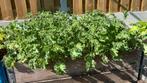 Boerenkool planten, Tuin en Terras, Ophalen, Volle zon, Groenteplanten, Eenjarig
