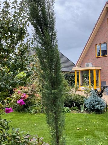 Griekse Cipres - Prachtige Zuilboom beschikbaar voor biedingen