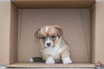 Welsh Corgi Cardigan met stamboom FCI - male / reu, Dieren en Toebehoren, Honden | Herdershonden en Veedrijvers, Parvo, Fokker | Hobbymatig